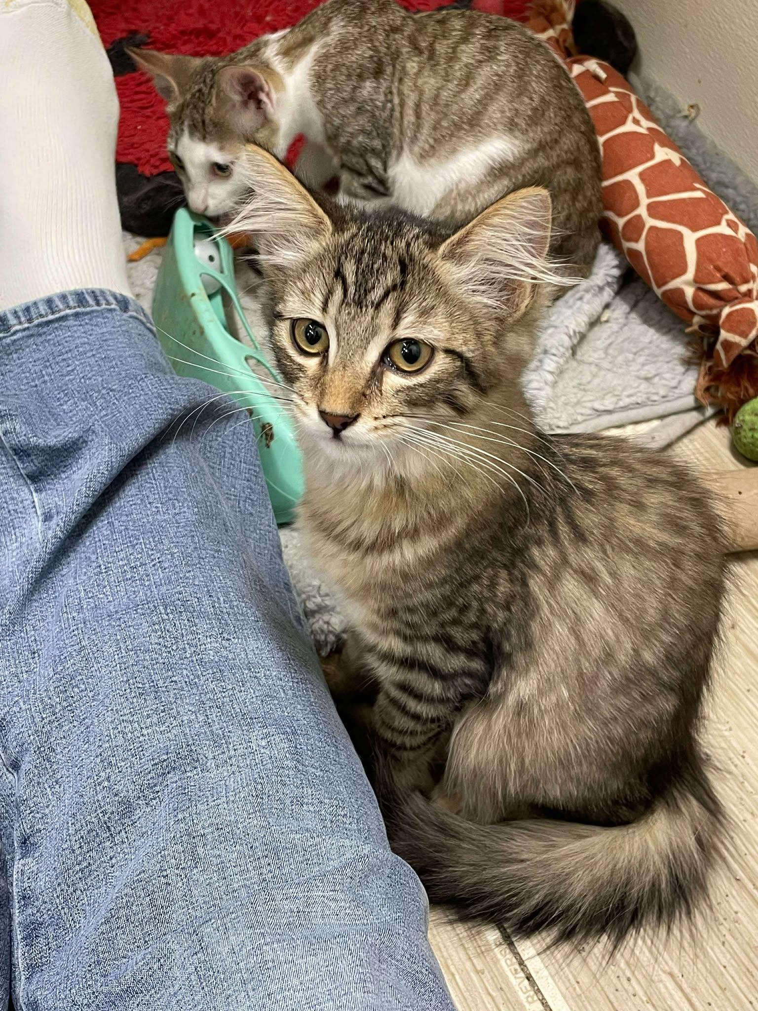 Enlarge Clemintine Paws Jones, a Adopted mixed breed in Indianapolis, IN image 3/6