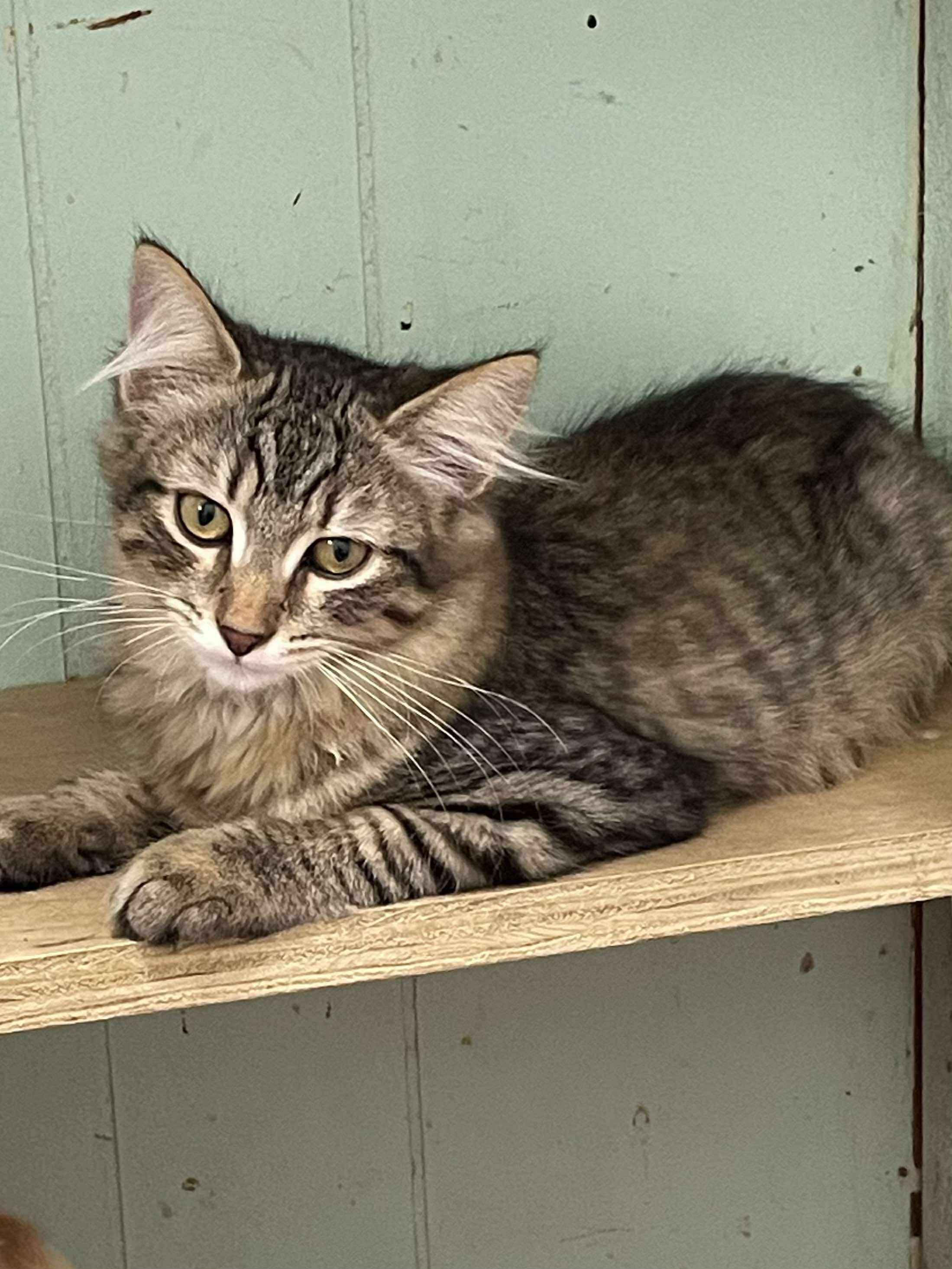 Enlarge Clemintine Paws Jones, a Adopted mixed breed in Indianapolis, IN image 2/6