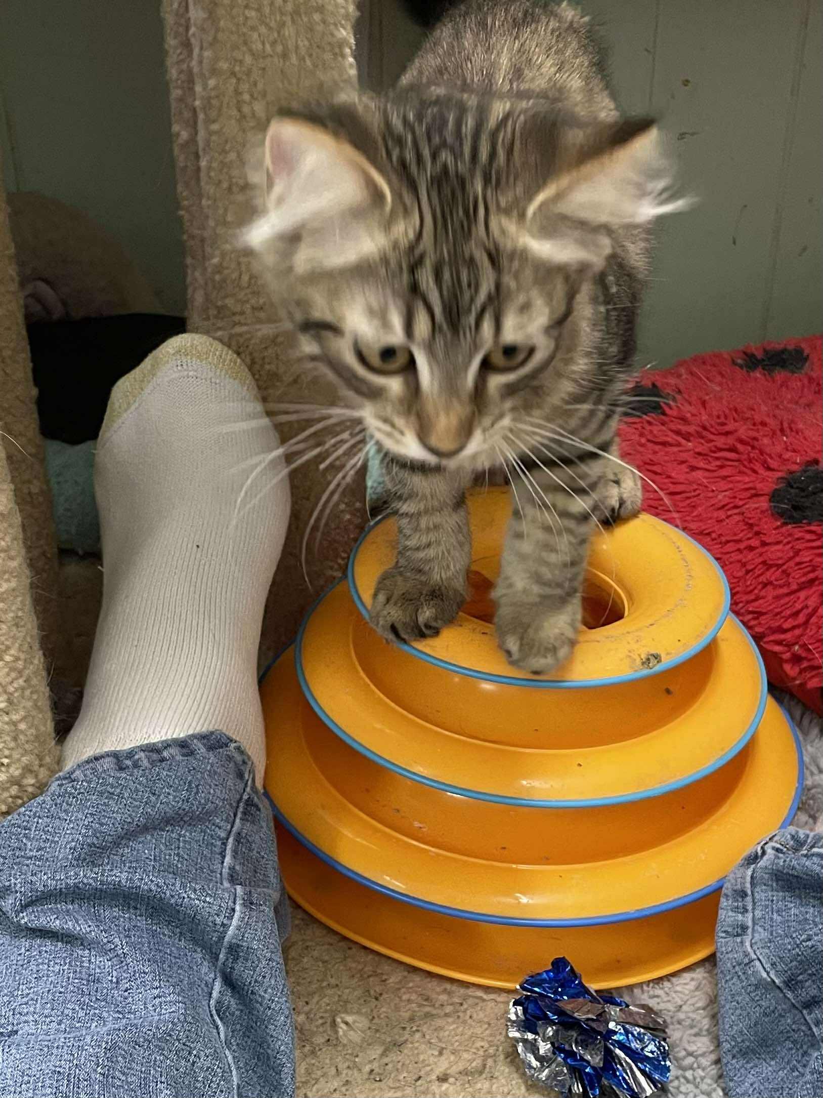 Enlarge Clemintine Paws Jones, a Adopted mixed breed in Indianapolis, IN image 4/6