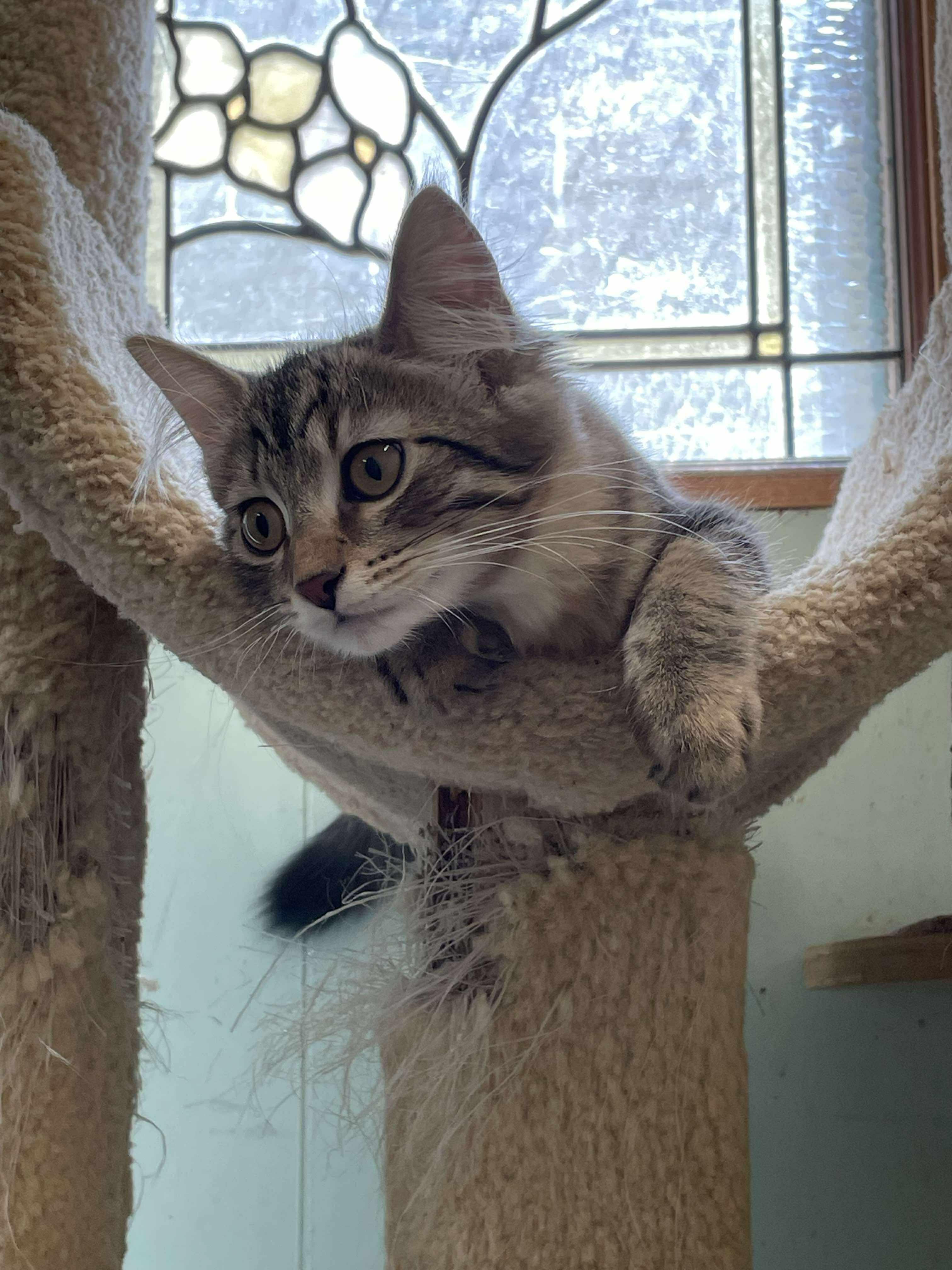 Enlarge Clemintine Paws Jones, a Adopted mixed breed in Indianapolis, IN image 5/6