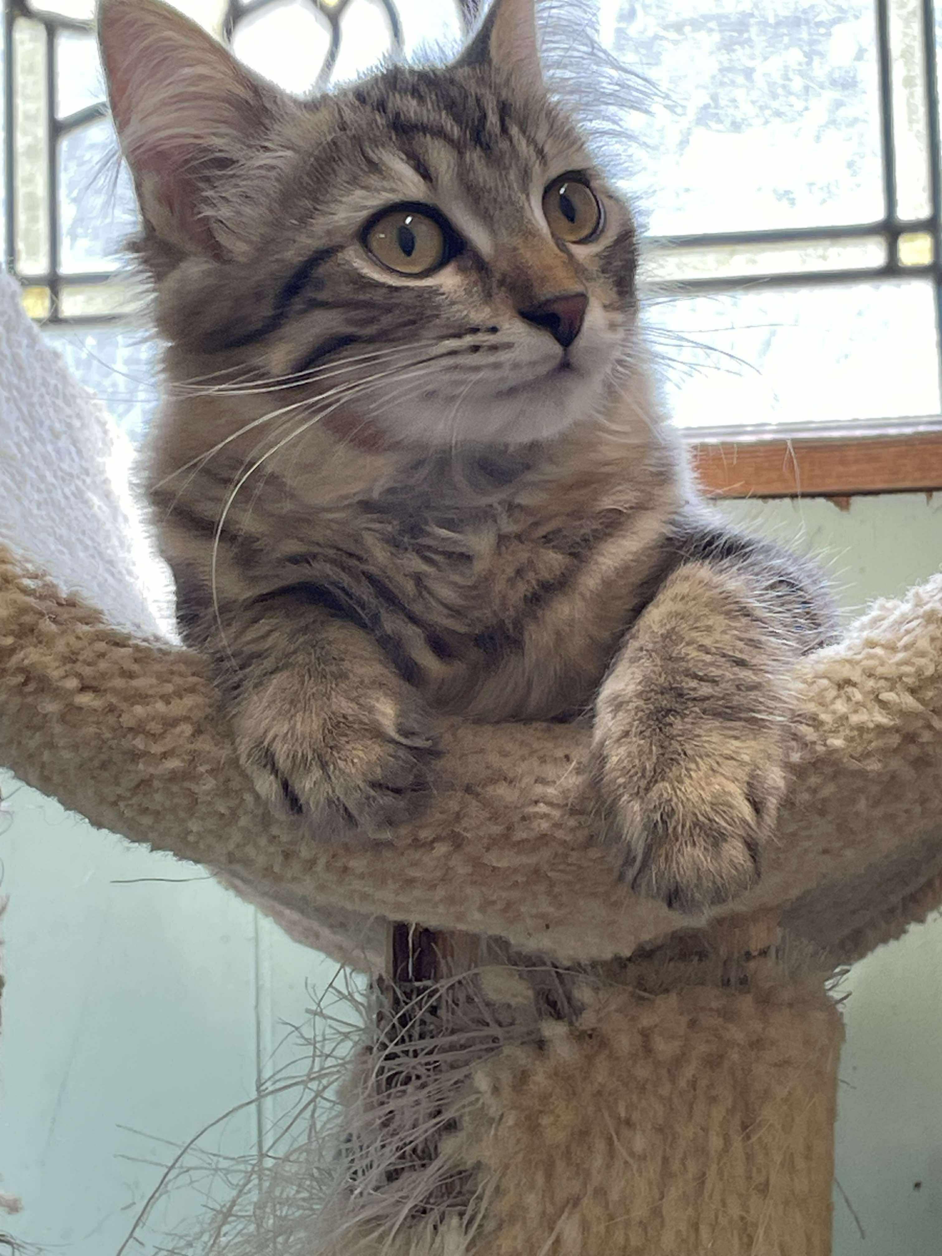 Clemintine Paws Jones, Adopted, Kitten Female Domestic Short Hair.