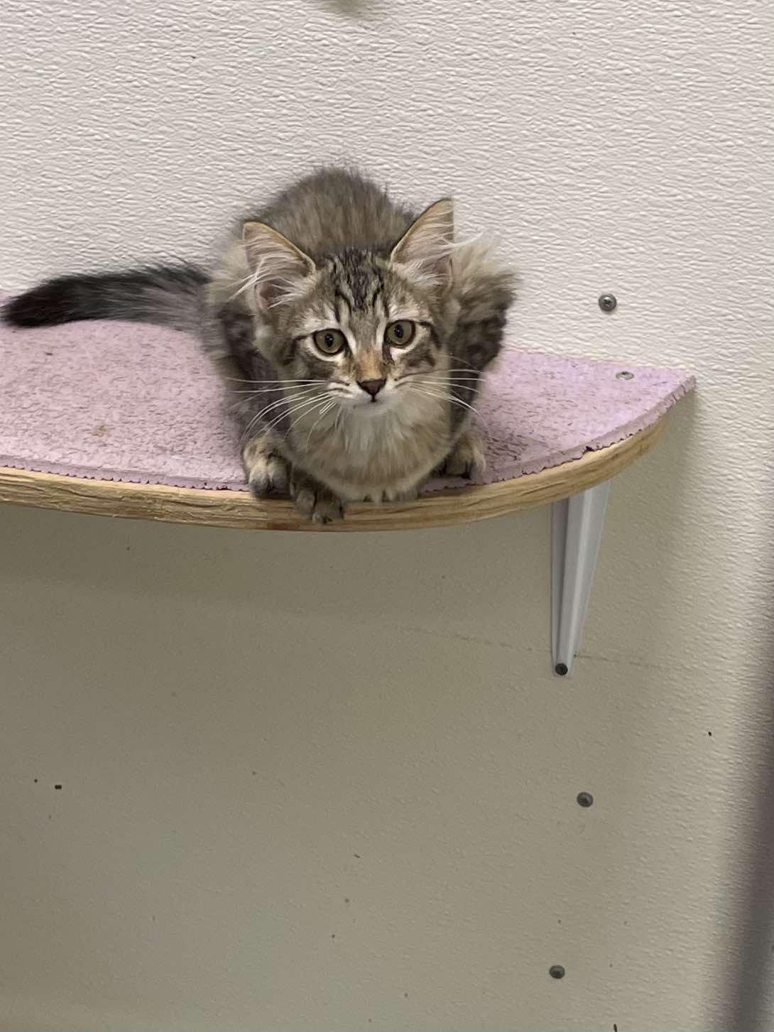 Enlarge Clemintine Paws Jones, a Adopted mixed breed in Indianapolis, IN image 6/6