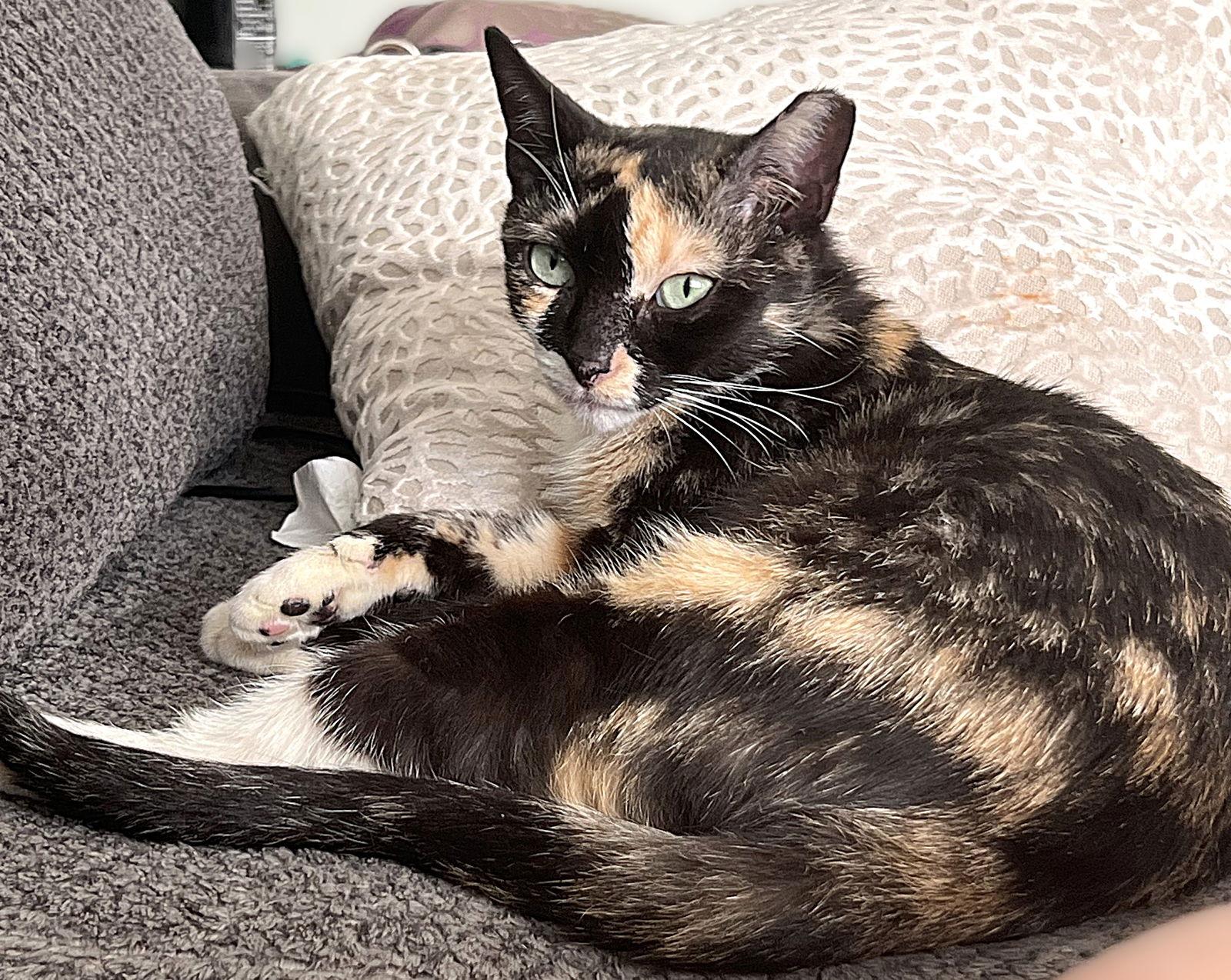 Charm, a Adoptable mixed breed in Fort Myers, FL image 1/2