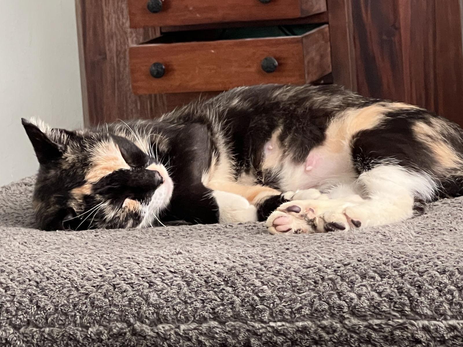 Charm, a Adoptable mixed breed in Fort Myers, FL image 2/2