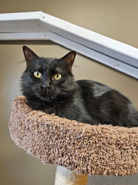 Betty, Adoptable, Adult Female Domestic Long Hair.