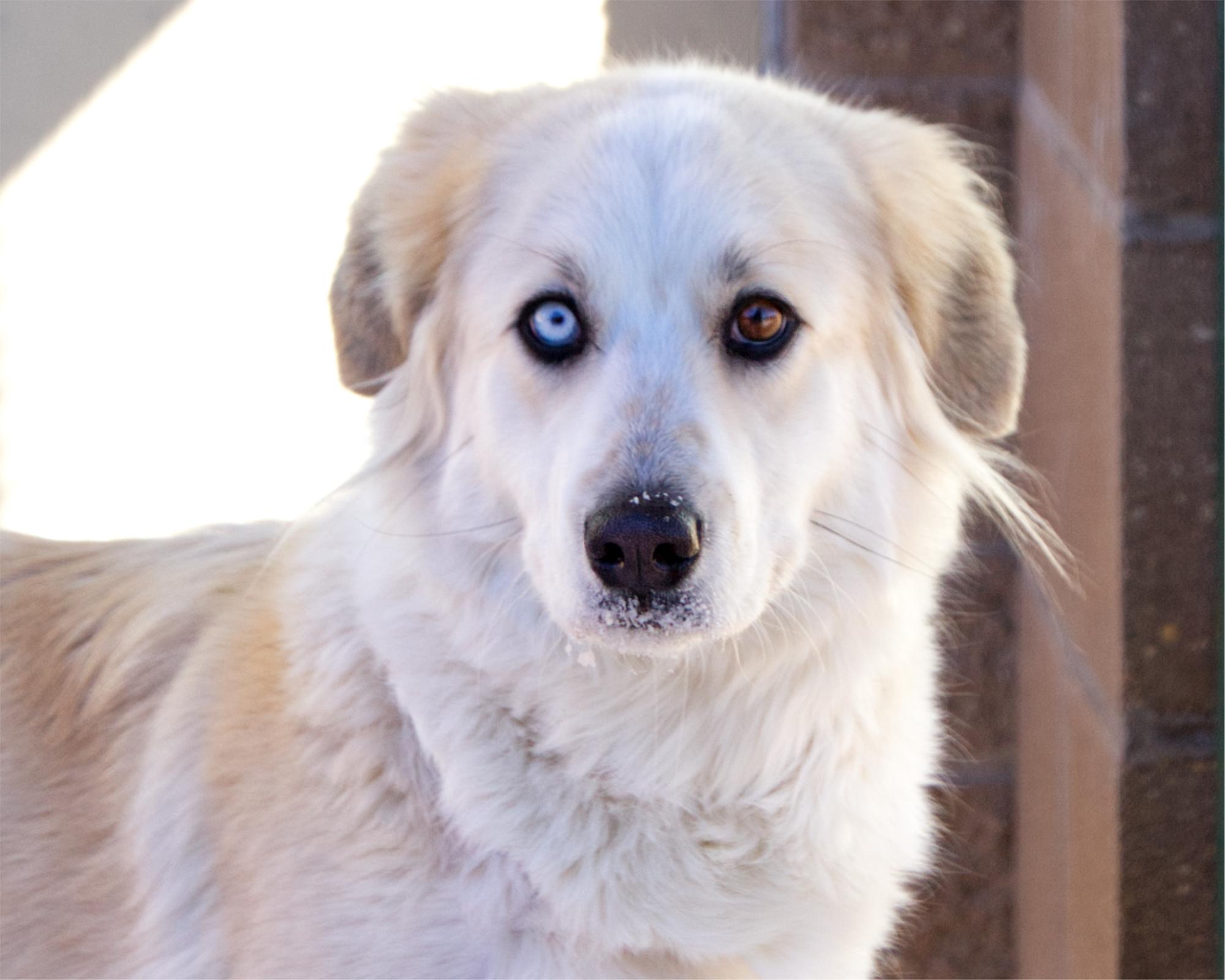 Enlarge Roxy, an adoptable mixed breed in Winnipeg, MB image 1/2