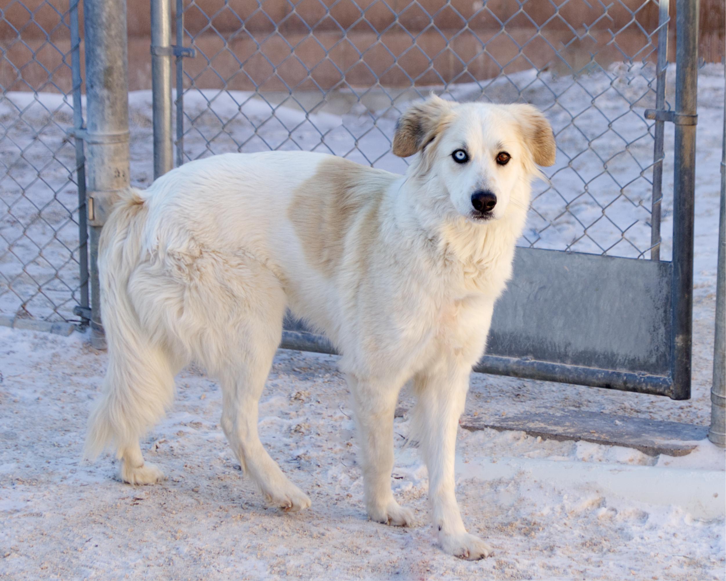 Enlarge Roxy, an adoptable mixed breed in Winnipeg, MB image 2/2