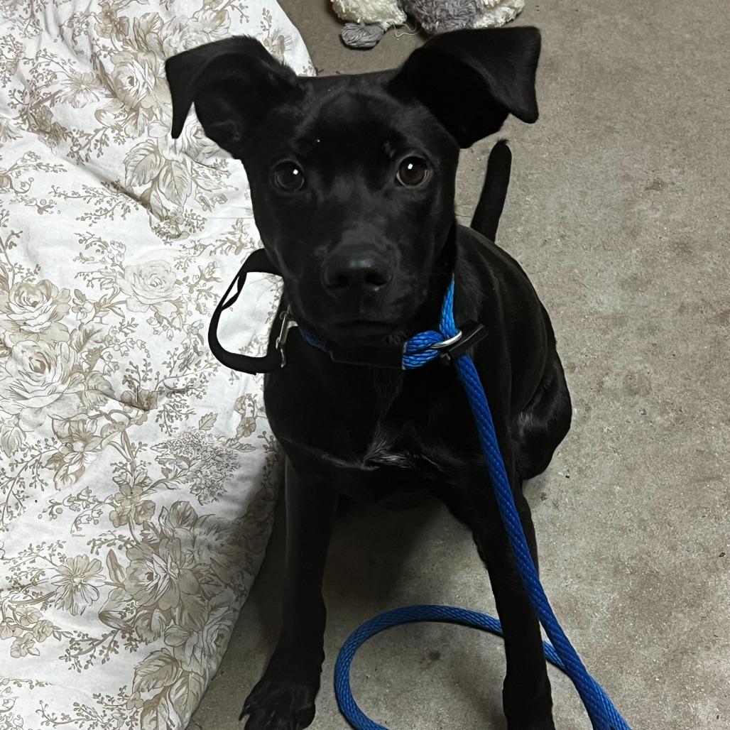 Dax @ Foster, Adoptable, Young Male Mixed Breed.