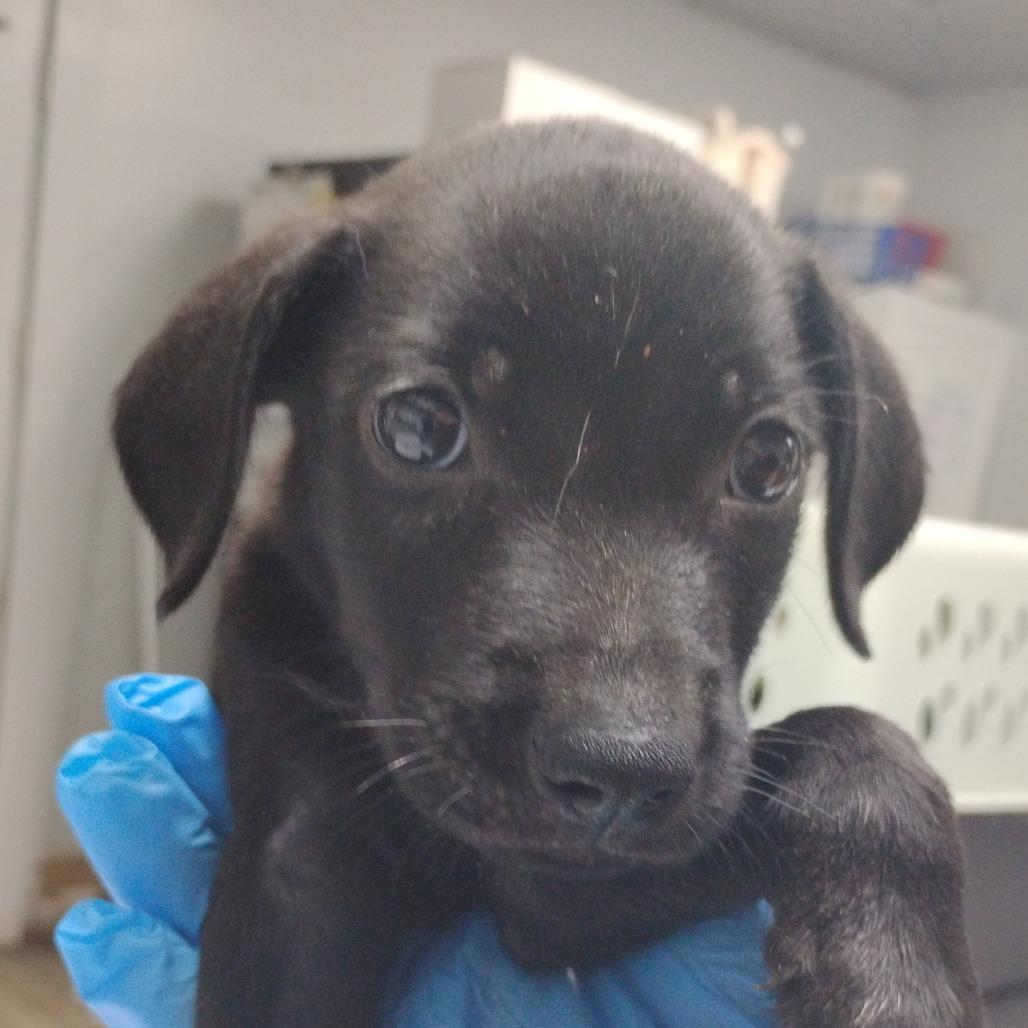 Enlarge Dax @ Foster, a Adoptable Mixed Breed in Summerville, SC image 2/6