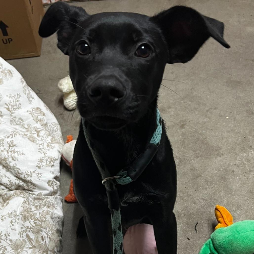 Enlarge Dax @ Foster, a Adoptable Mixed Breed in Summerville, SC image 3/6