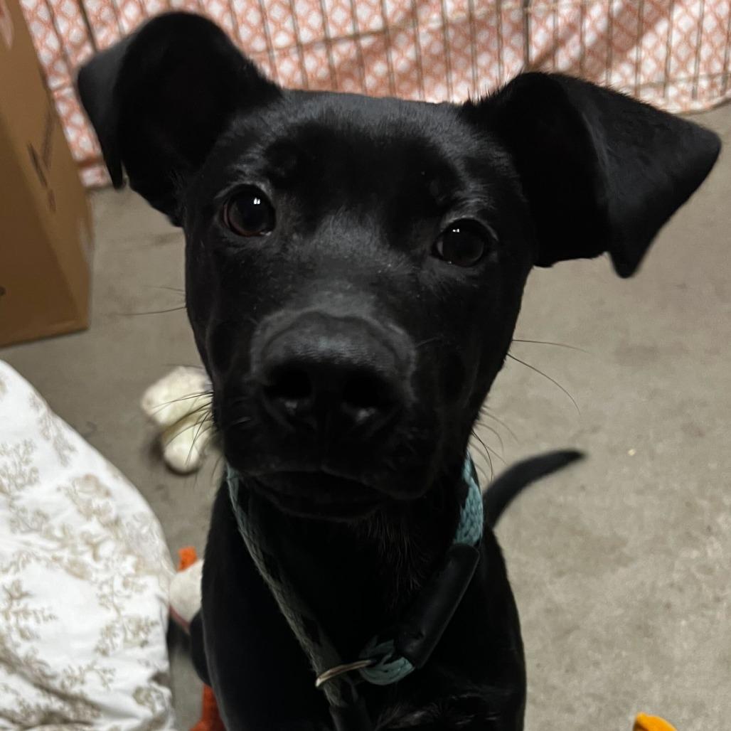 Enlarge Dax @ Foster, a Adoptable Mixed Breed in Summerville, SC image 4/6