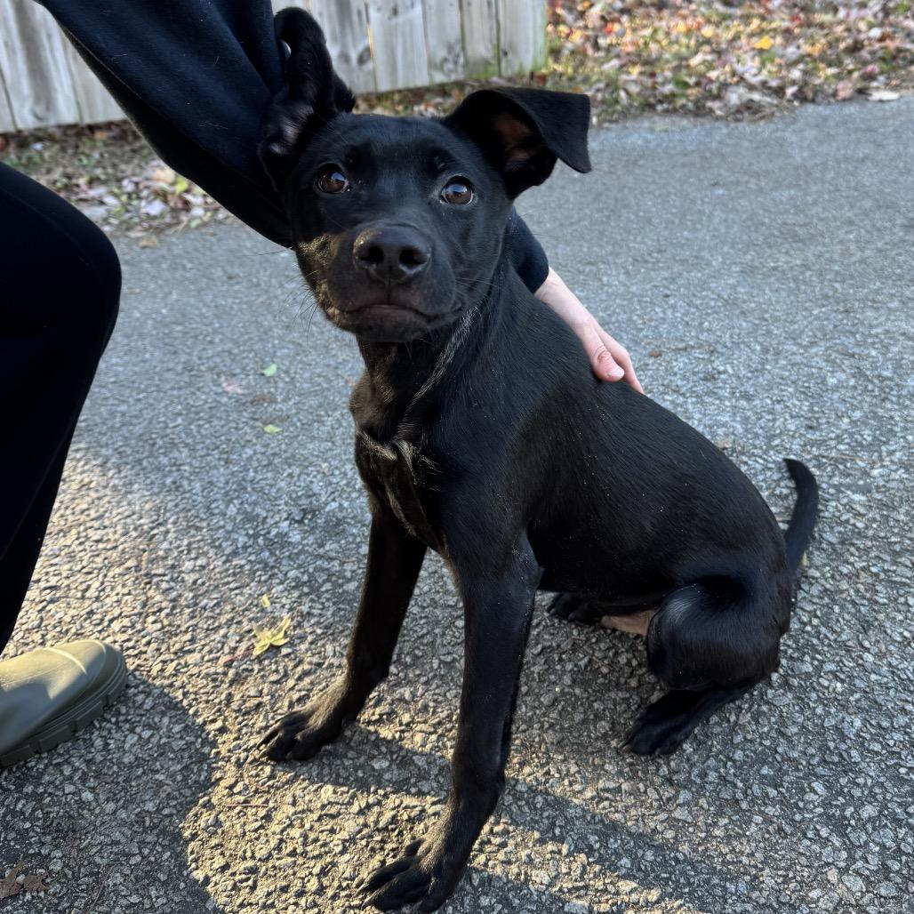 Enlarge Dax @ Foster, a Adoptable Mixed Breed in Summerville, SC image 5/6