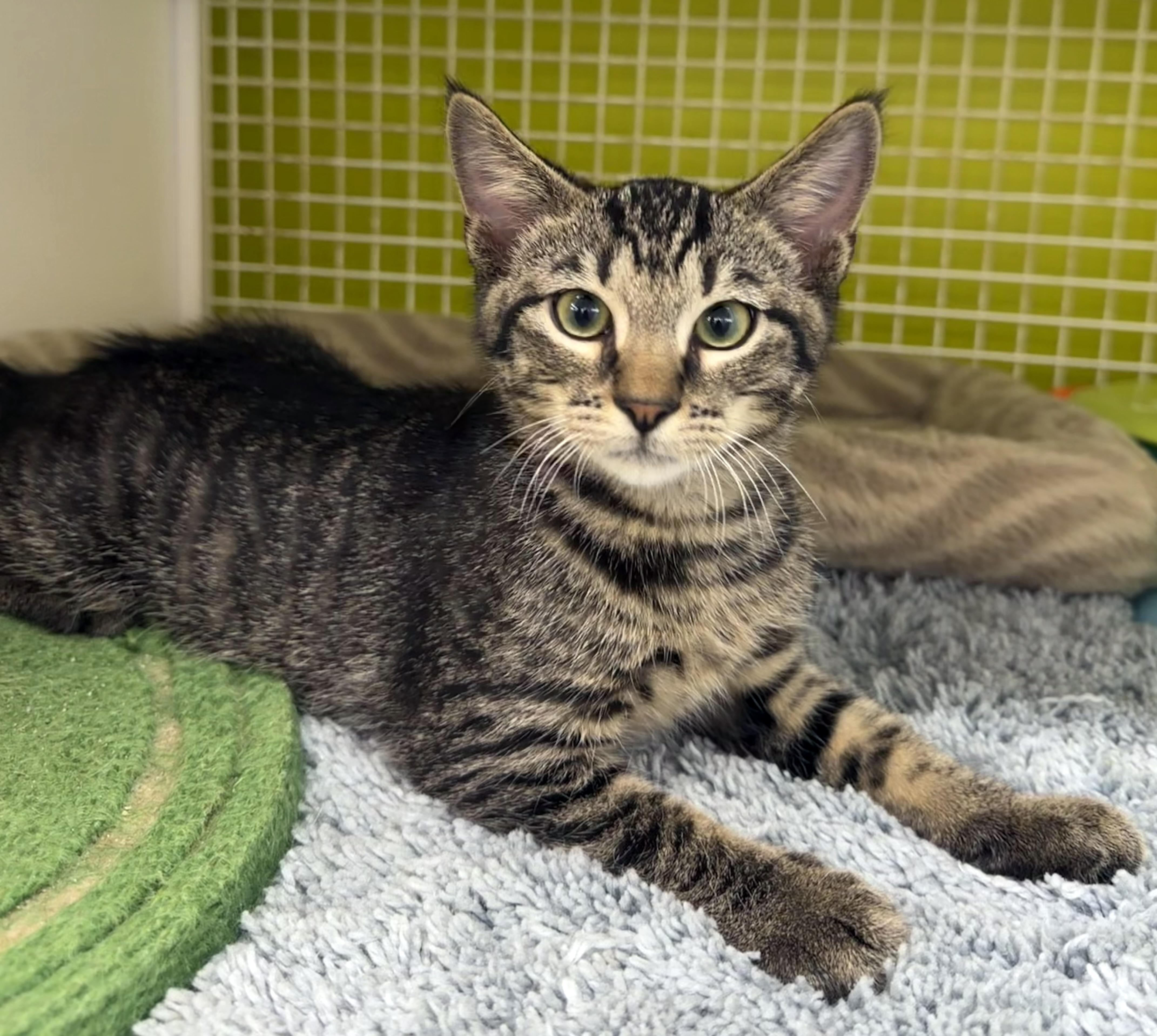 Jude, a ADOPTABLE mixed breed in Lake Monroe, FL image 3/6