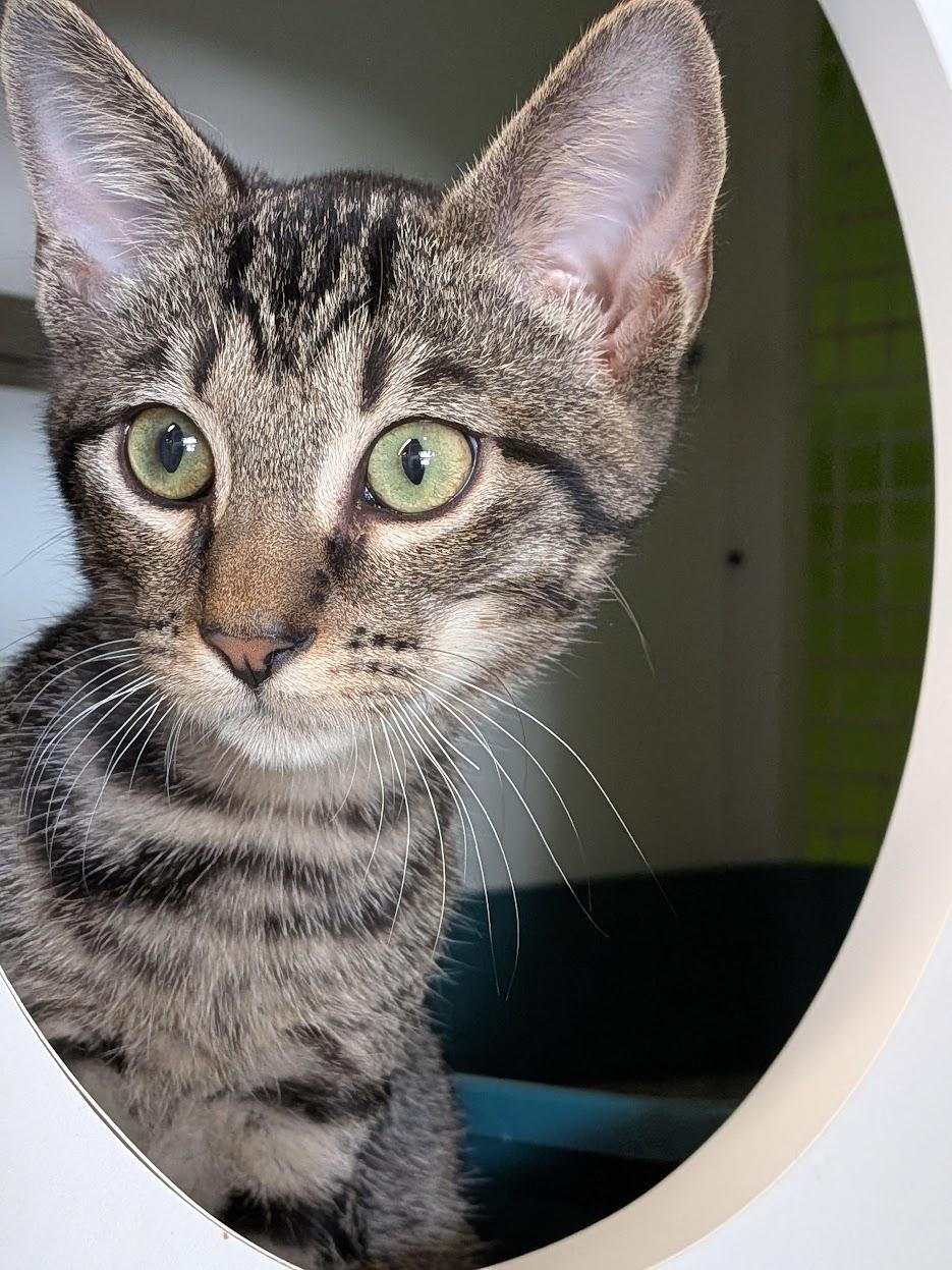 Jude, ADOPTABLE, Kitten Male Domestic Short Hair & Tiger.