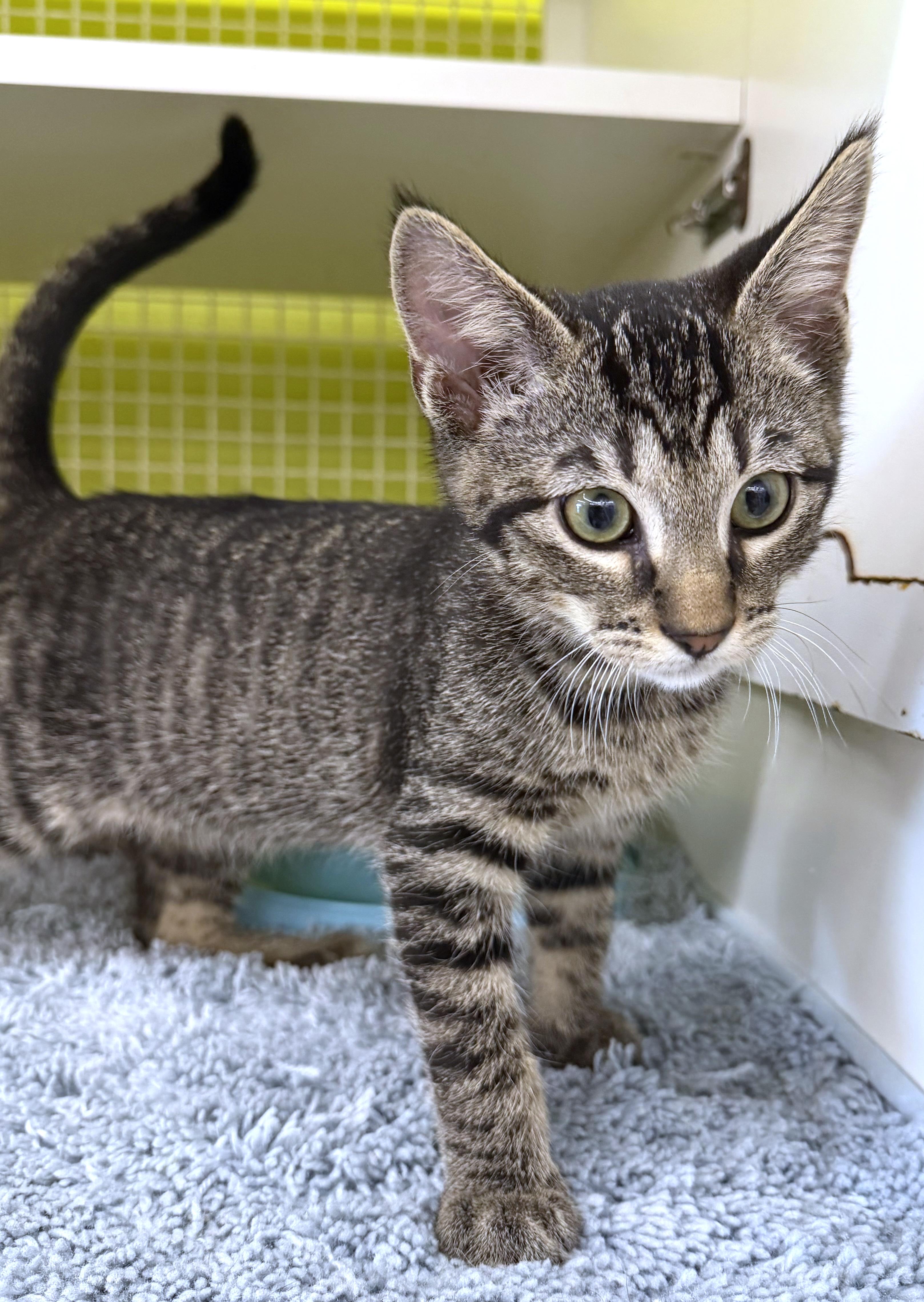 Jude, a ADOPTABLE mixed breed in Lake Monroe, FL image 5/6