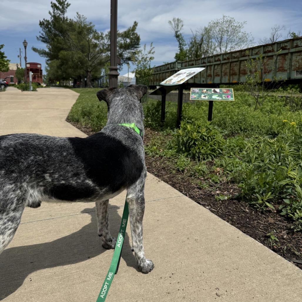 Isaac, Adoptable, Adult Male Mixed Breed.