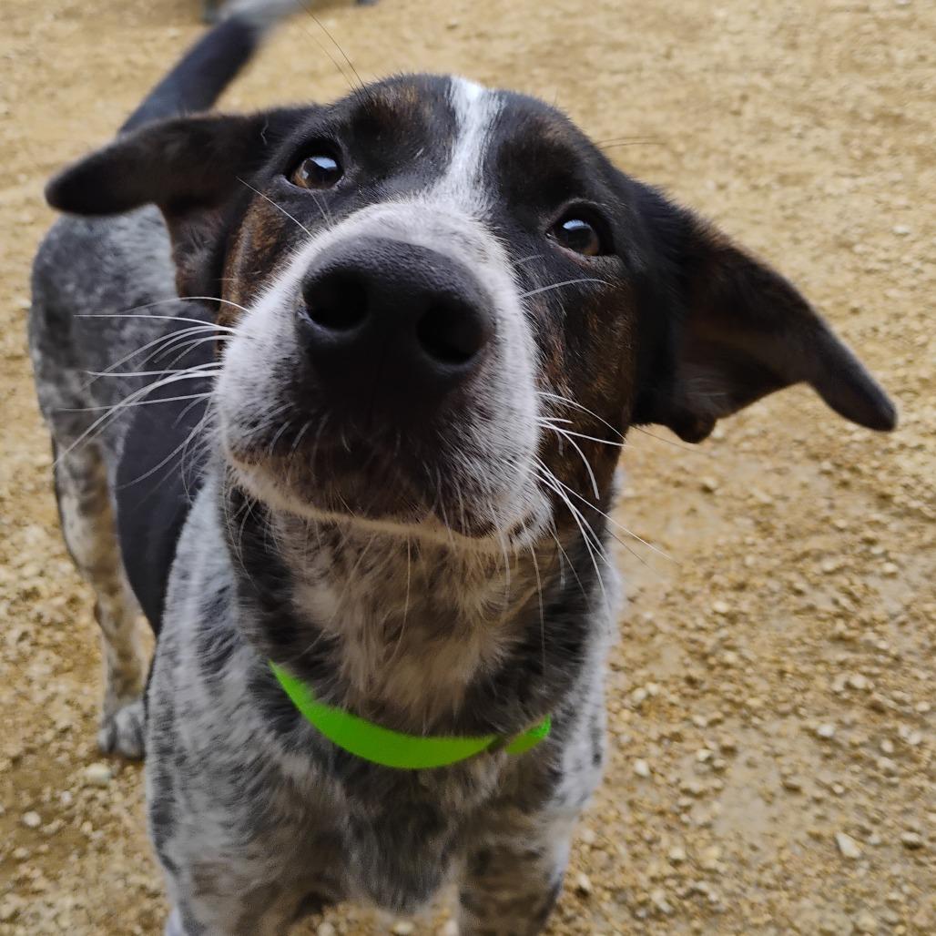 Enlarge Isaac, a Adoptable Mixed Breed in Bentonville, AR image 2/6