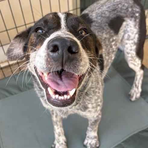 Enlarge Isaac, a Adoptable Mixed Breed in Bentonville, AR image 3/6