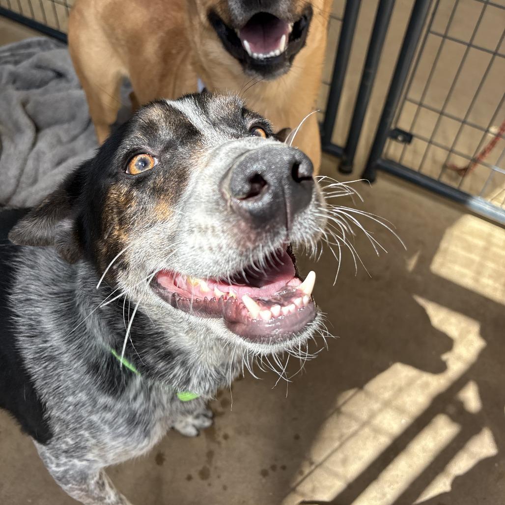 Enlarge Isaac, a Adoptable Mixed Breed in Bentonville, AR image 5/6