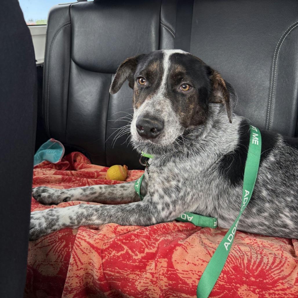 Enlarge Isaac, a Adoptable Mixed Breed in Bentonville, AR image 6/6