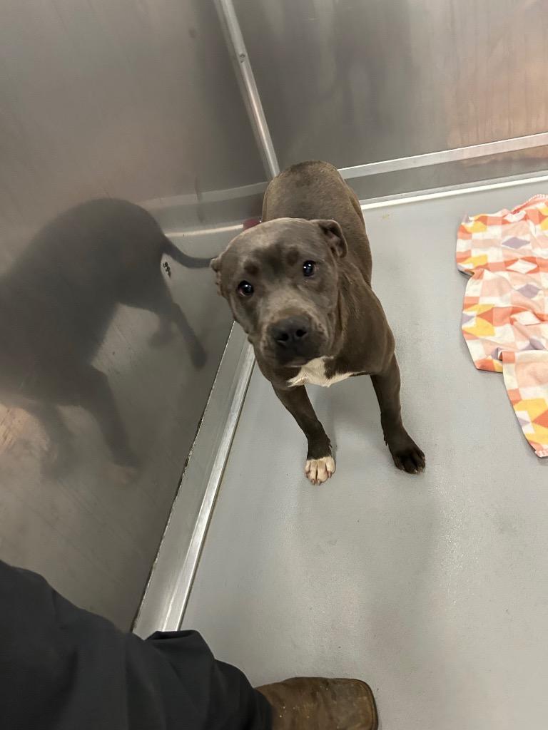 Blue, Adoptable, Young Female Mixed Breed.