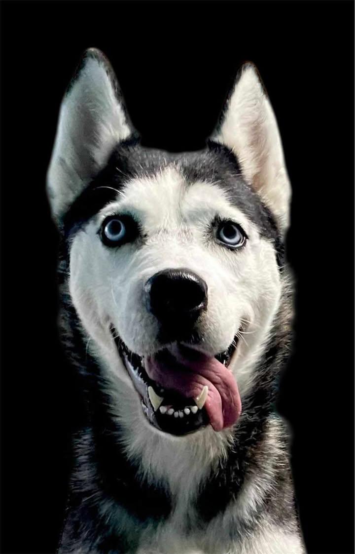 Nova, ADOPTABLE, Adult Female Husky.