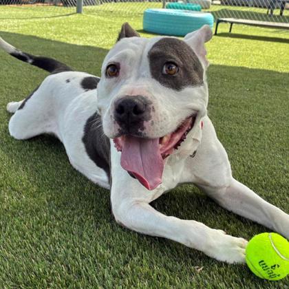 Enlarge Tootsie, a Adoptable mixed breed in Gastonia, NC image 1/3