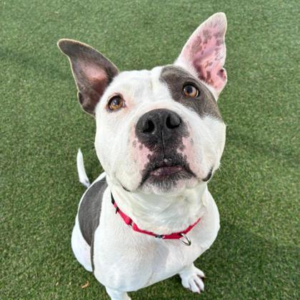 Enlarge Tootsie, a Adoptable mixed breed in Gastonia, NC image 2/3