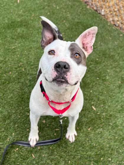 Enlarge Tootsie, a Adoptable mixed breed in Gastonia, NC image 3/3