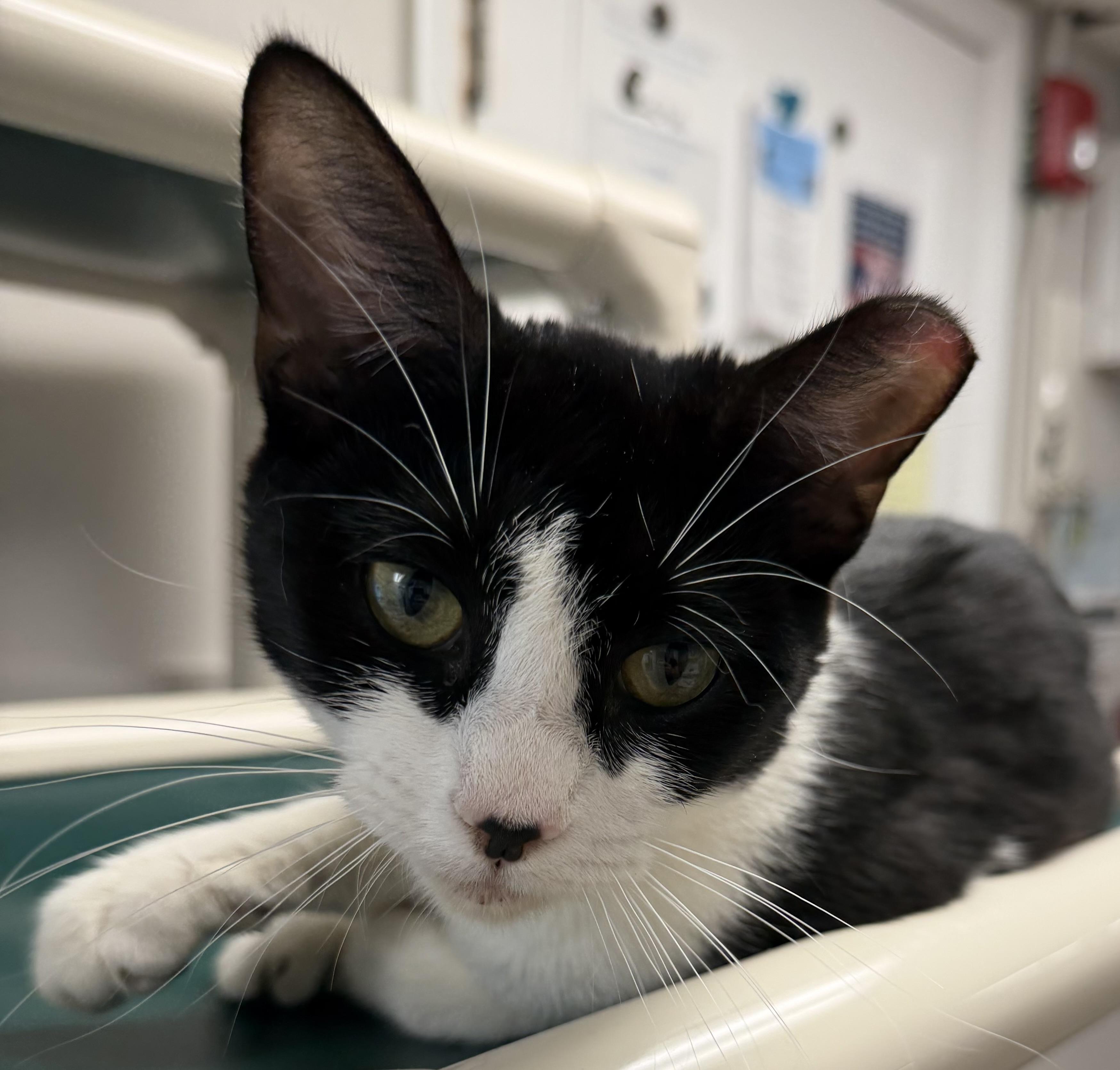 Enlarge Houston , a ADOPTABLE Domestic Short Hair in Fernandina Beach, FL image 3/3