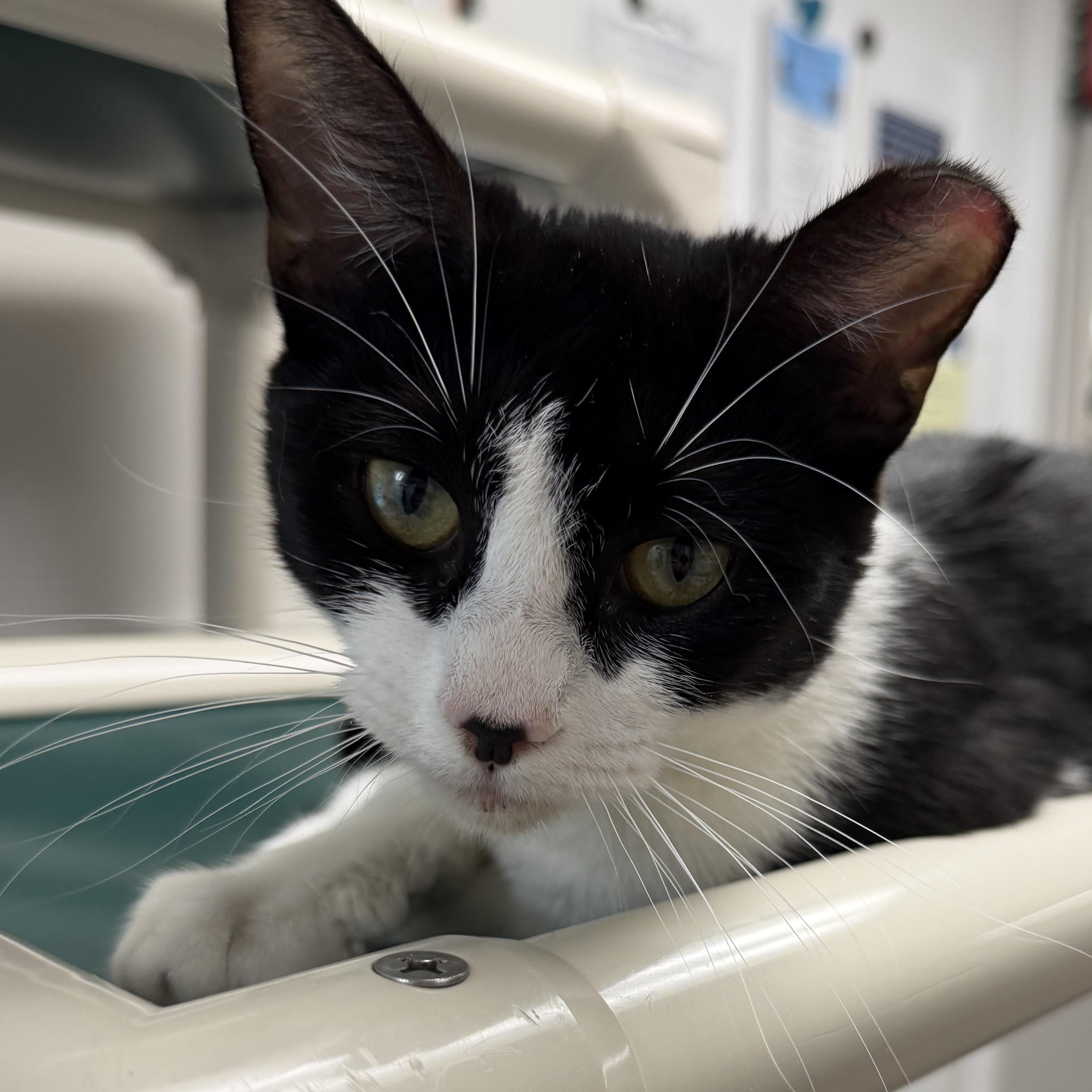 Enlarge Houston , a ADOPTABLE Domestic Short Hair in Fernandina Beach, FL image 1/3