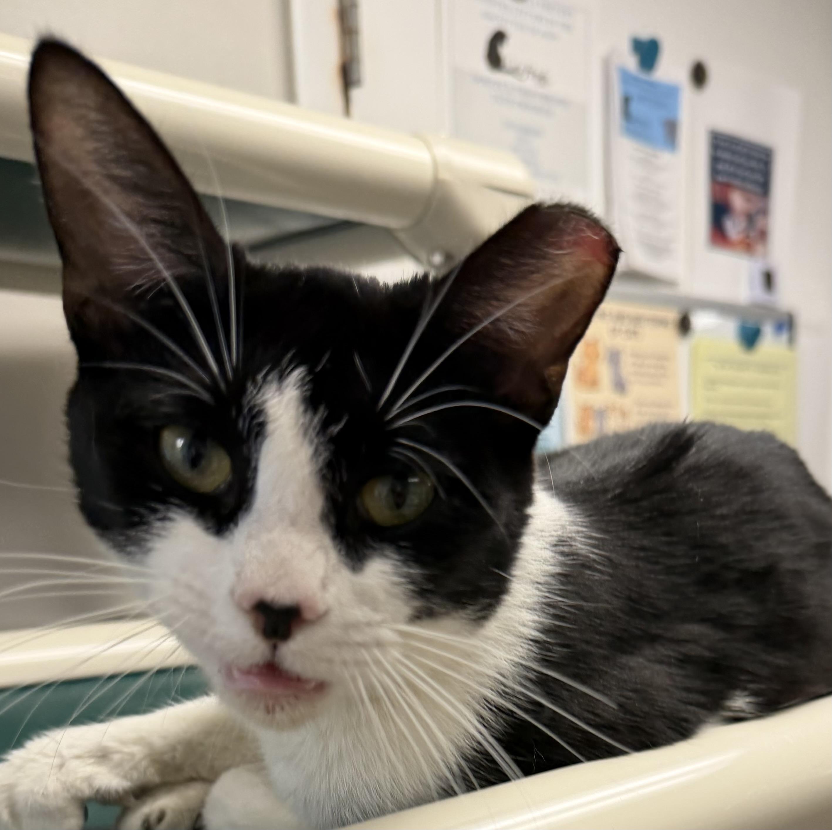 Enlarge Houston , a ADOPTABLE Domestic Short Hair in Fernandina Beach, FL image 2/3