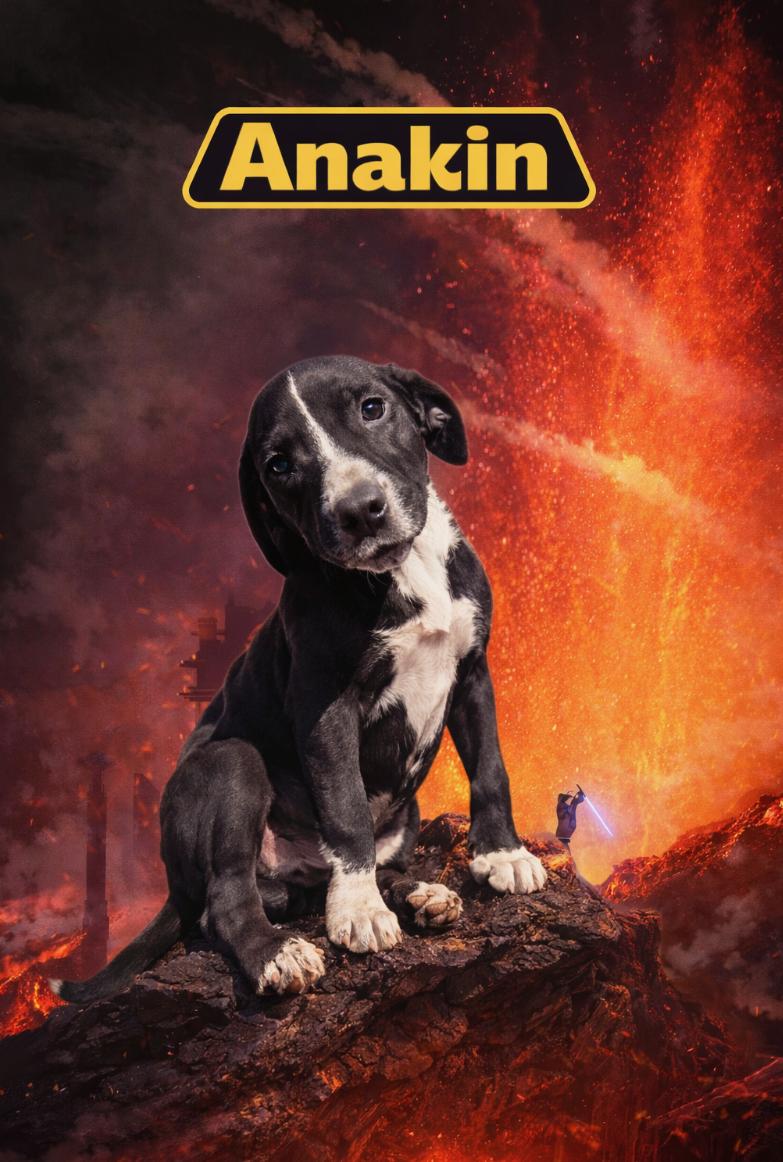 Enlarge Jacob pups, a ADOPTABLE mixed breed in Brooksville, FL image 3/5