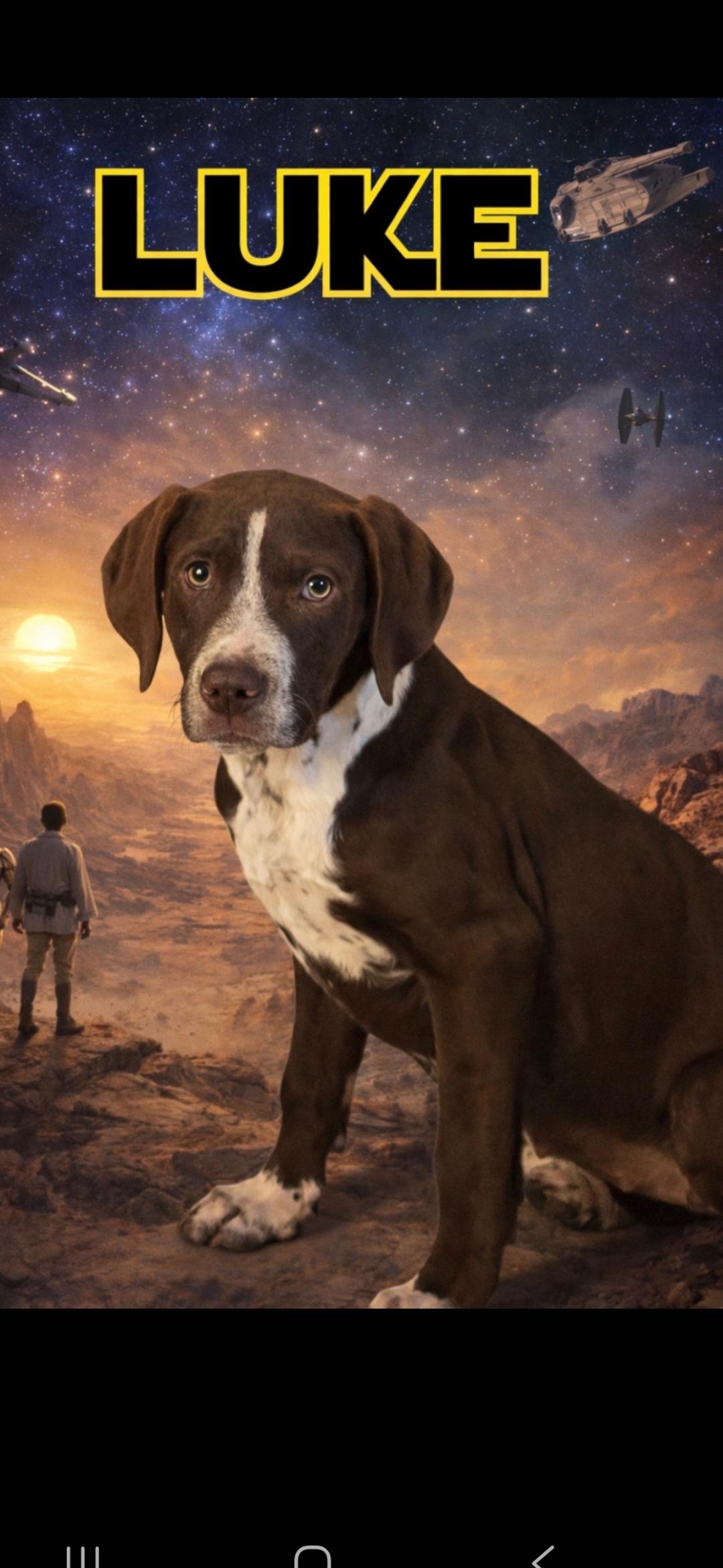 Enlarge Jacob pups, a ADOPTABLE mixed breed in Brooksville, FL image 5/5