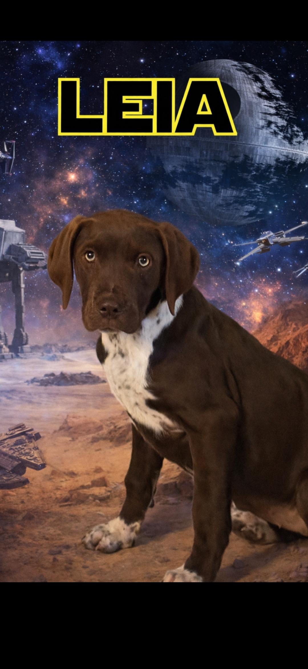 Enlarge Jacob pups, a ADOPTABLE mixed breed in Brooksville, FL image 2/5