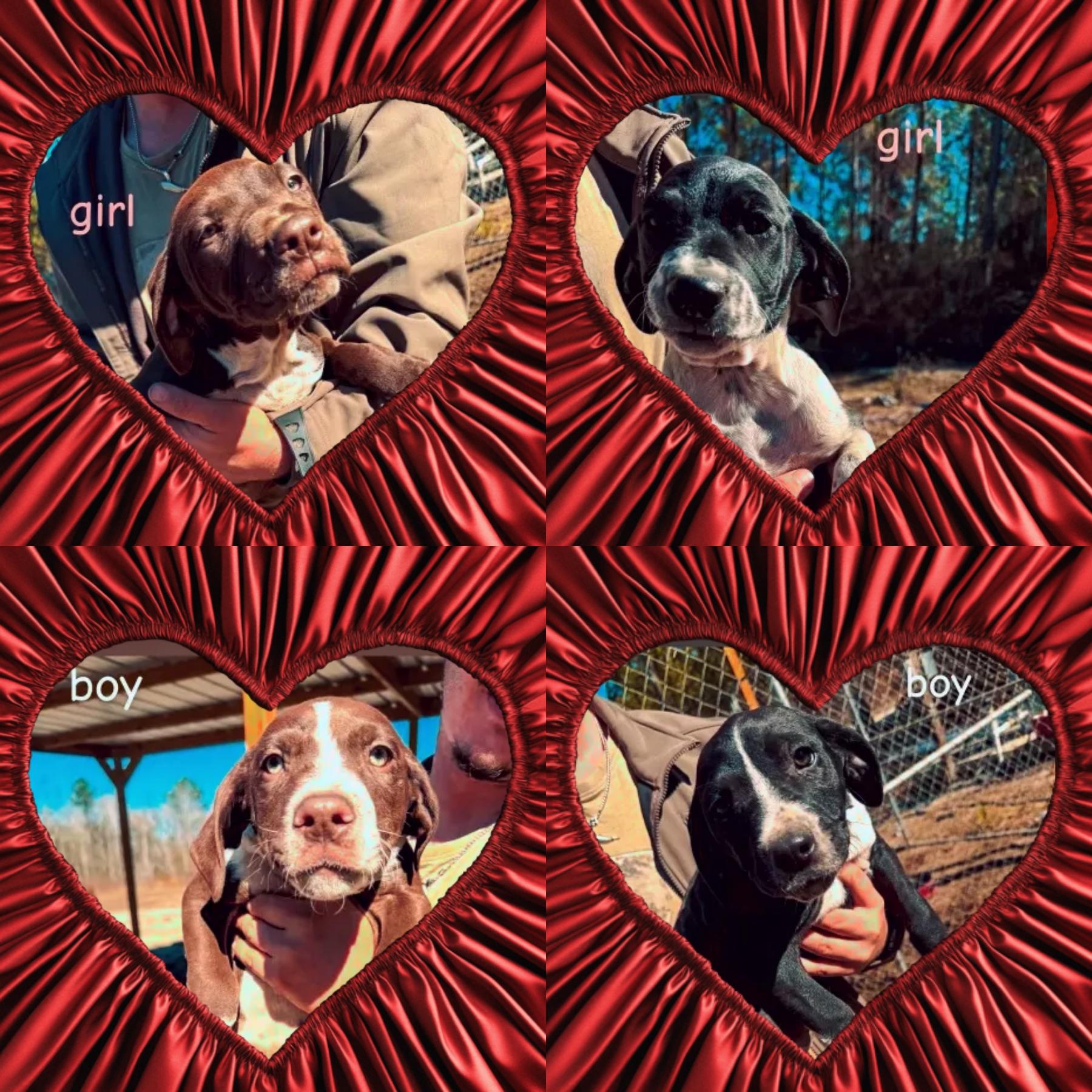 Enlarge Jacob pups, a ADOPTABLE mixed breed in Brooksville, FL image 1/5