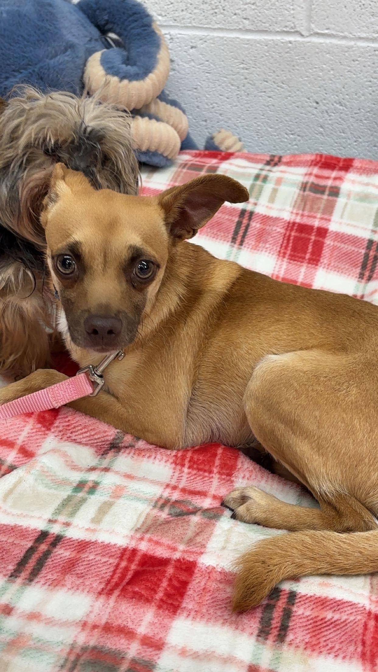 Ike, Adoptable, Young Male Chihuahua & Dachshund.