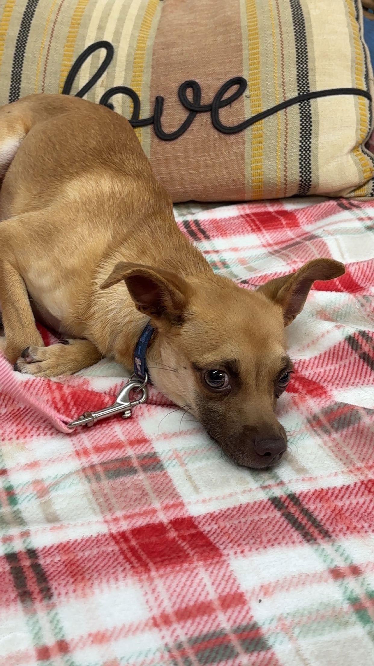 Enlarge Ike, a Adoptable mixed breed in York, SC image 2/3