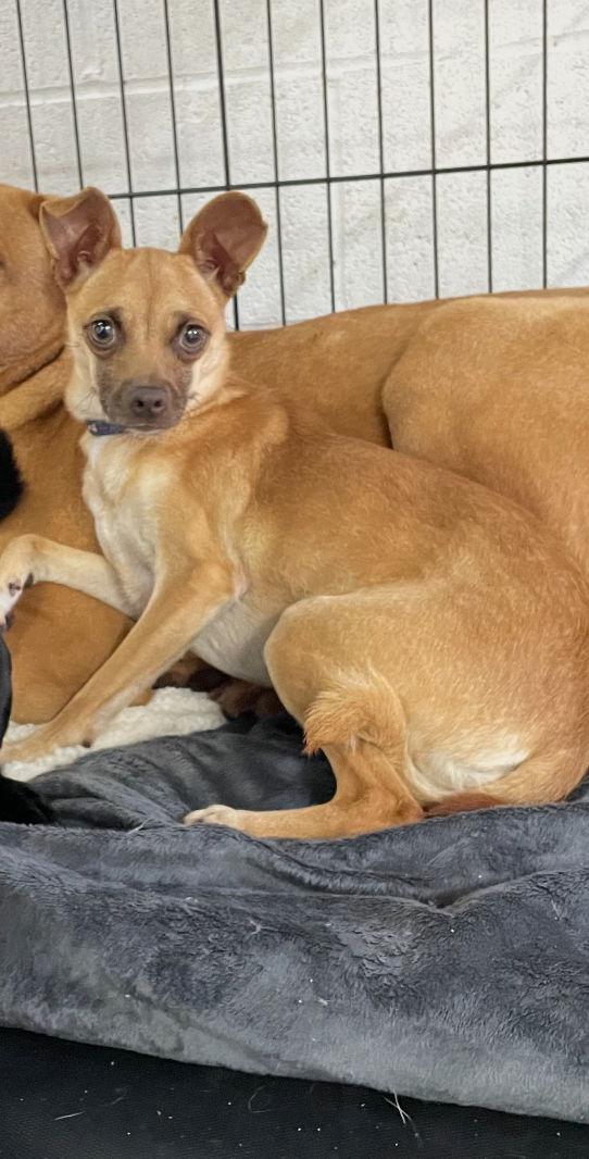 Enlarge Ike, a Adoptable mixed breed in York, SC image 3/3