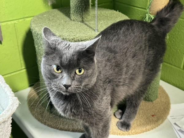Smokey, ADOPTABLE, Adult Male Domestic Short Hair.