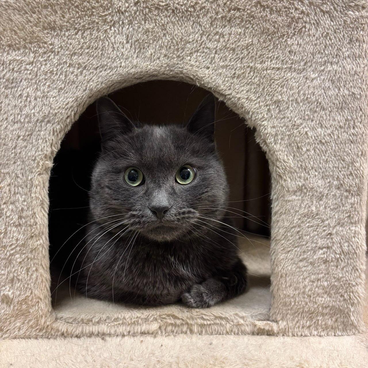 Smokey, a ADOPTABLE mixed breed in Bolingbrook, IL image 2/4