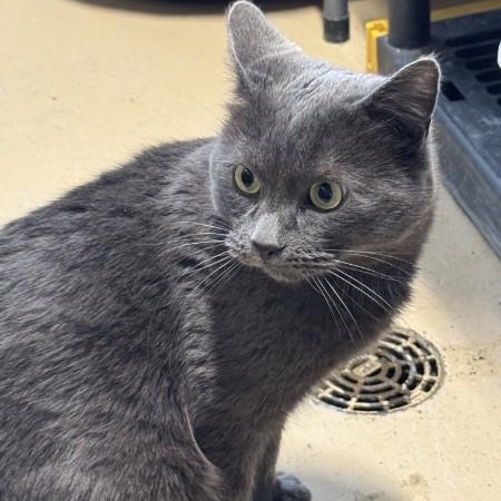 Smokey, a ADOPTABLE mixed breed in Bolingbrook, IL image 3/4