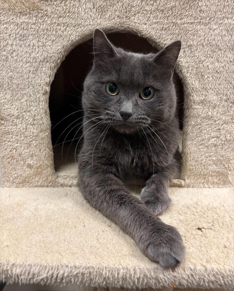 Smokey, ADOPTABLE, Adult Male Domestic Short Hair.