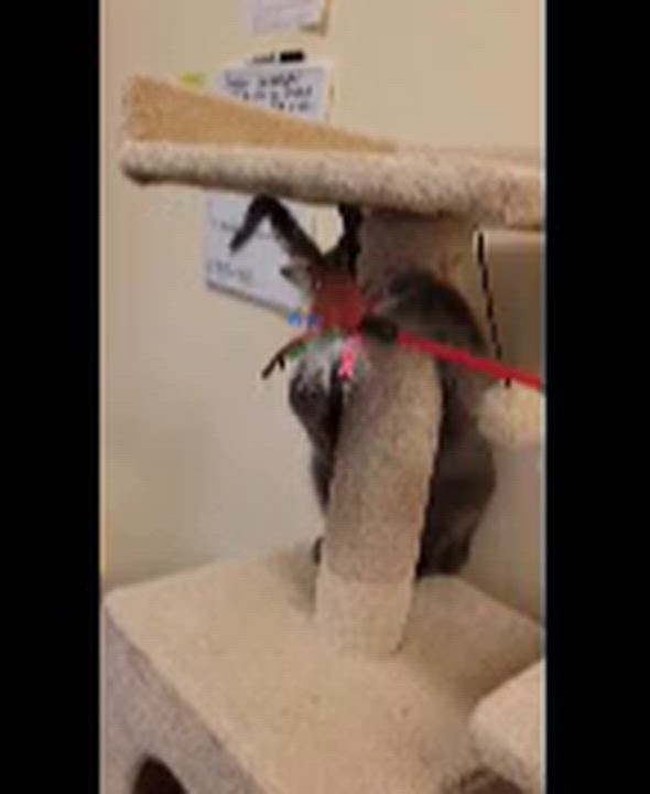 Enlarge Smokey, a ADOPTABLE mixed breed in Bolingbrook, IL video 2/5