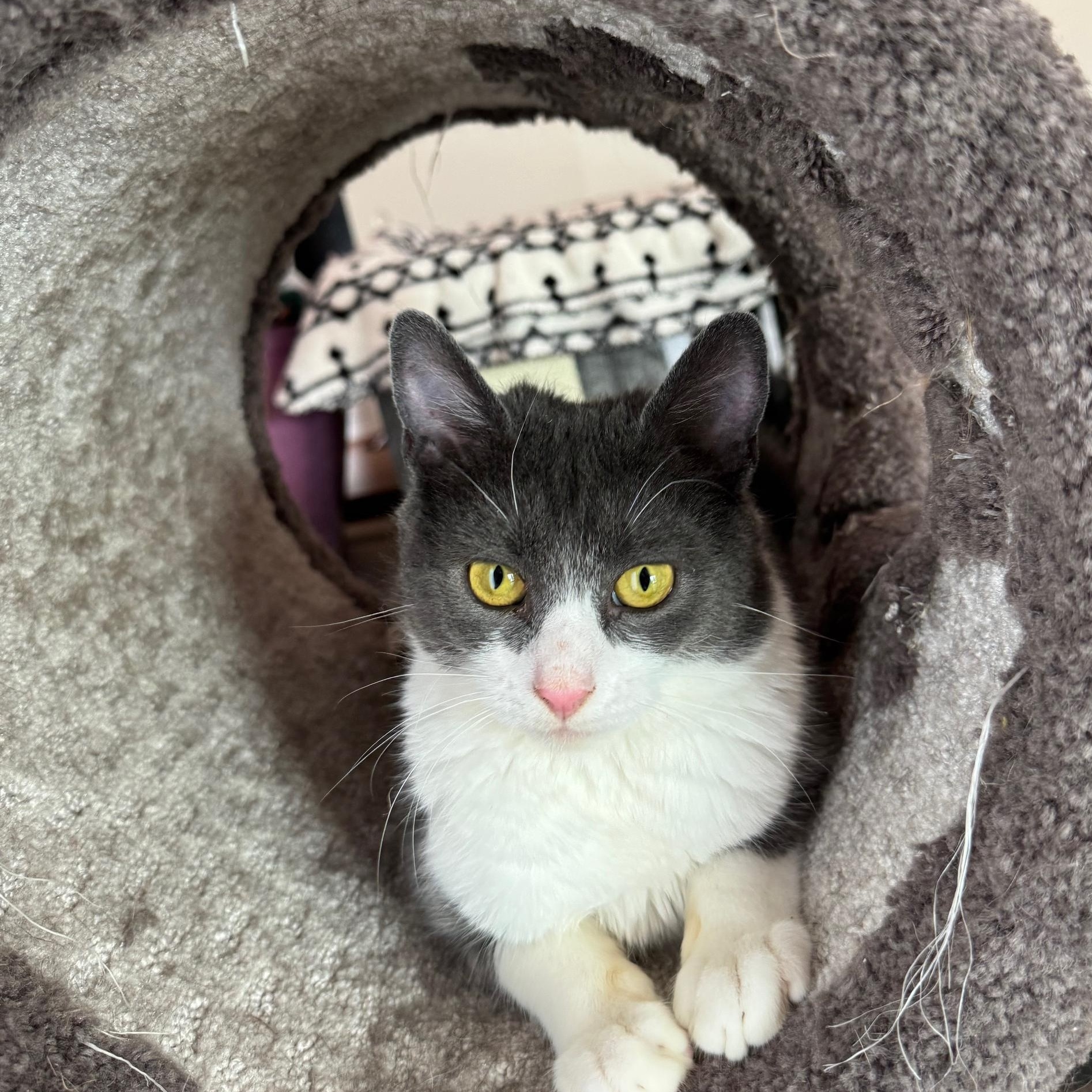 Enlarge Battie , a ADOPTABLE Domestic Short Hair in Westminster, MD image 1/1