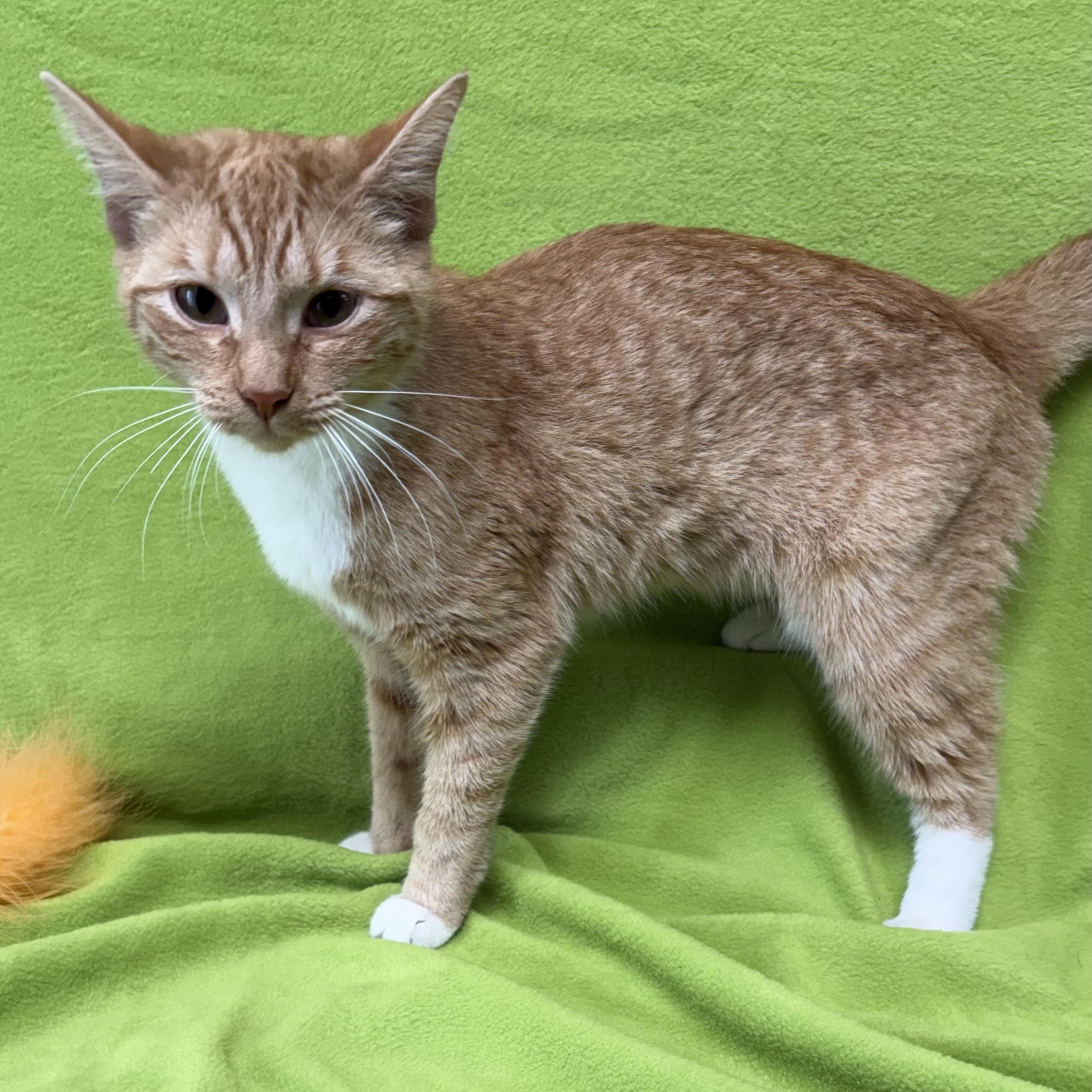 Clementine, adopted, Kitten Female Domestic Short Hair.