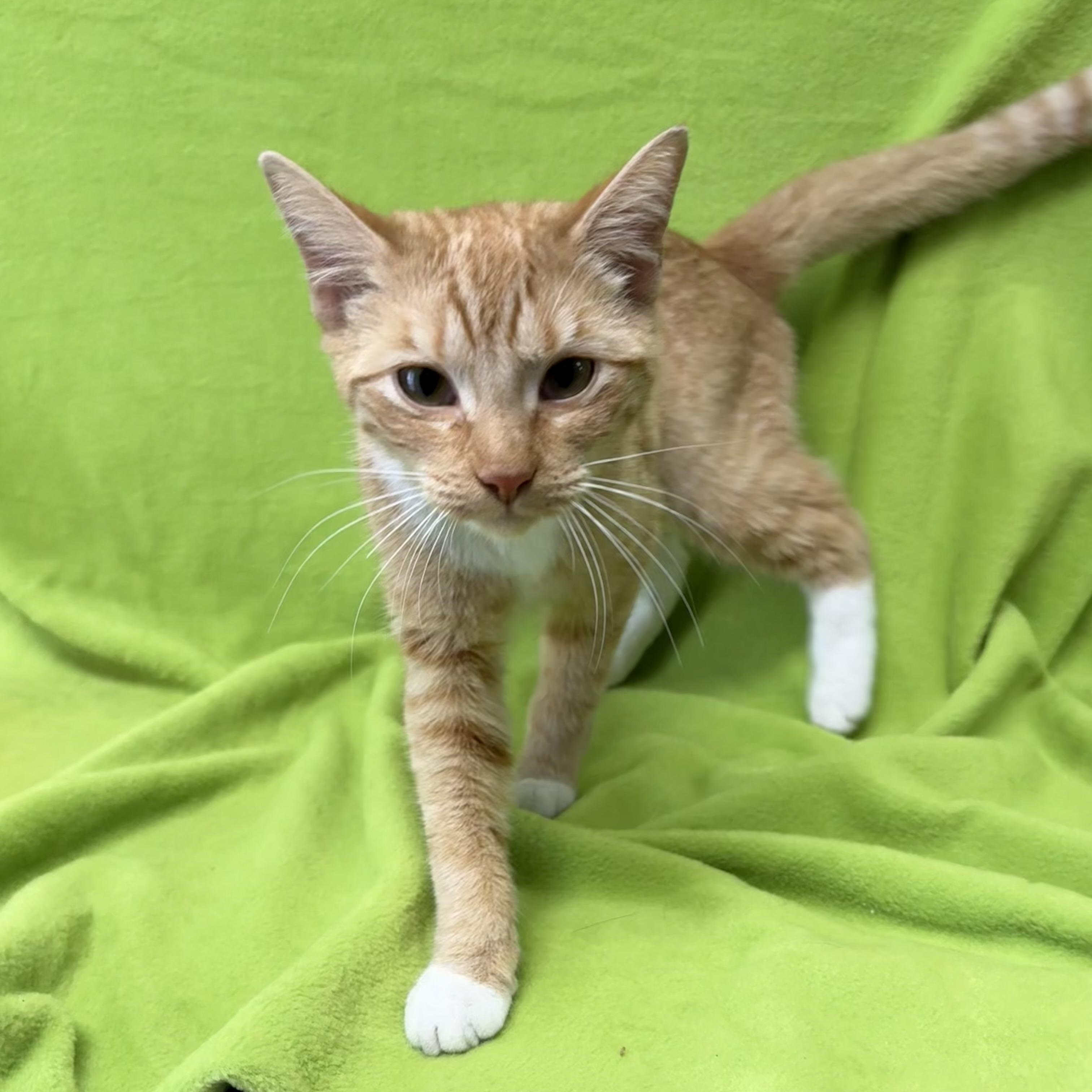 Enlarge Clementine, an adopted Domestic Short Hair in Valdosta, GA image 4/4