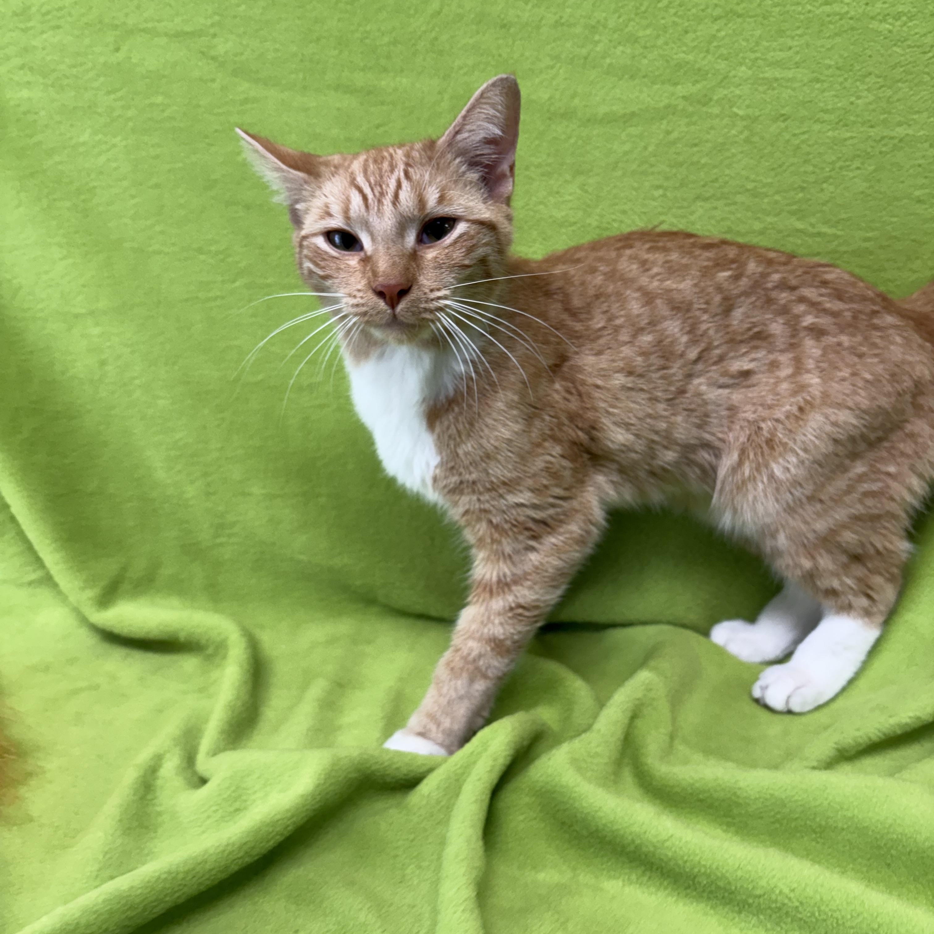 Enlarge Clementine, an adopted Domestic Short Hair in Valdosta, GA image 3/4