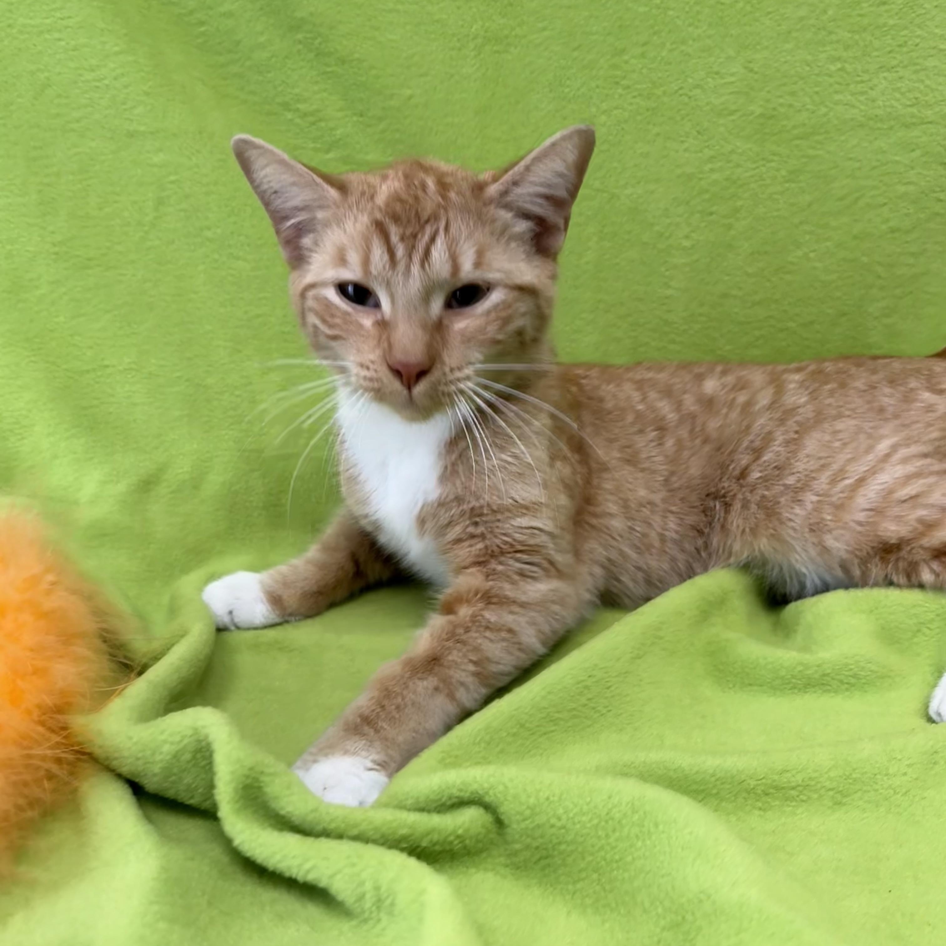 Enlarge Clementine, an adopted Domestic Short Hair in Valdosta, GA image 2/4