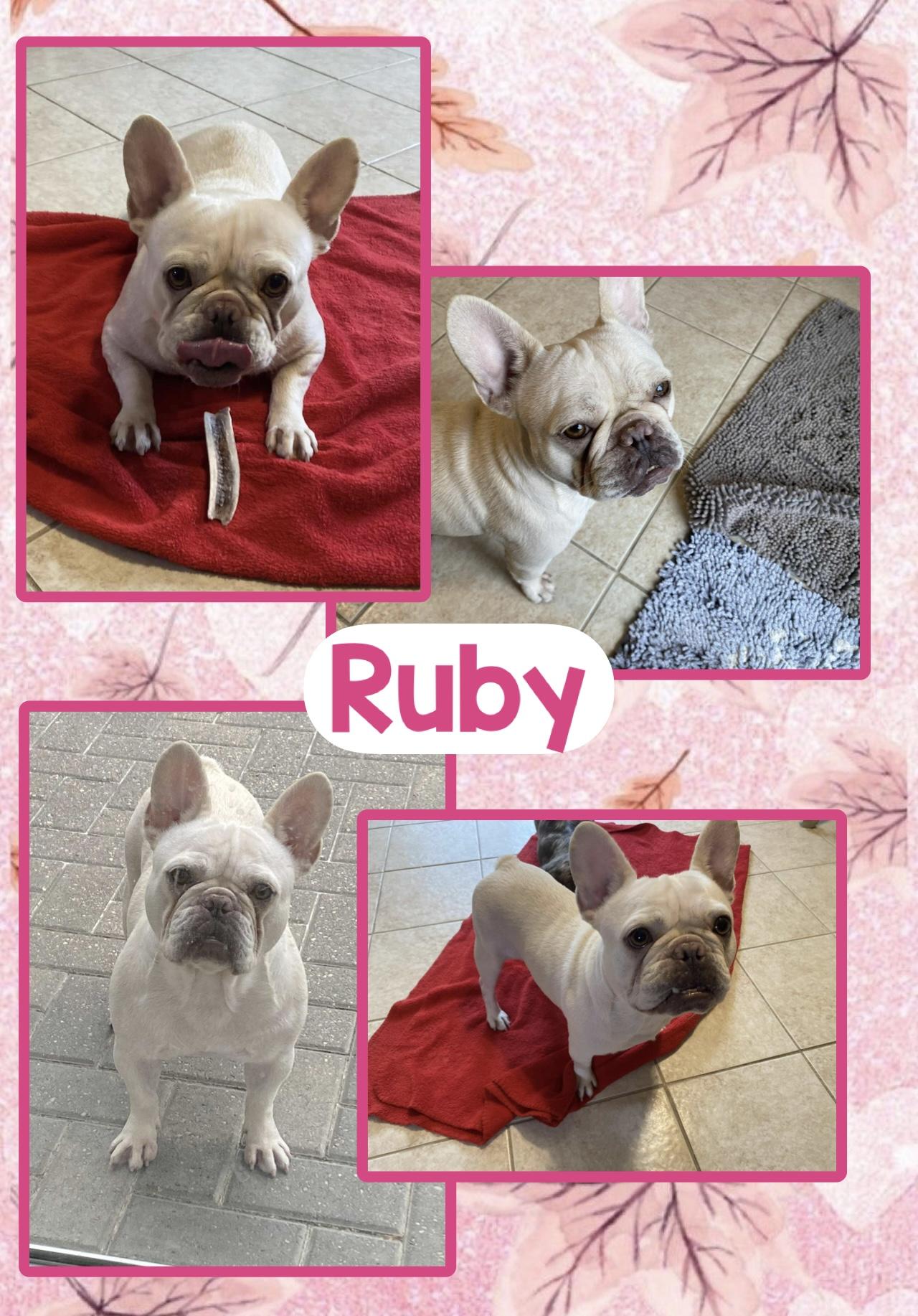 Ruby, ADOPTABLE, Adult Female French Bulldog.